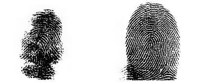 Koala is the left fingerprint, human right