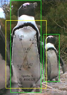 Penguins Recognition Software