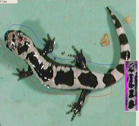 Conservation Research