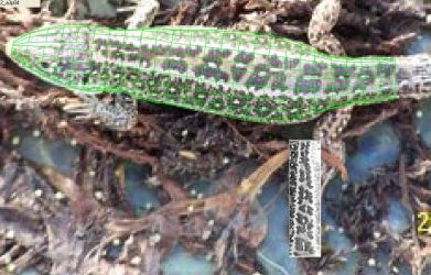 Conservation Research