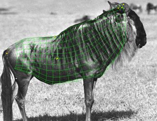 Conservation Research