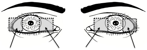 2 segmentation (4 ROI)