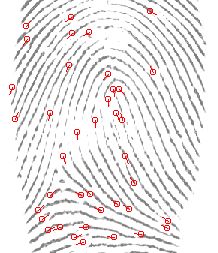 fingerprint minutiae
