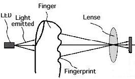 Transmission through the skin