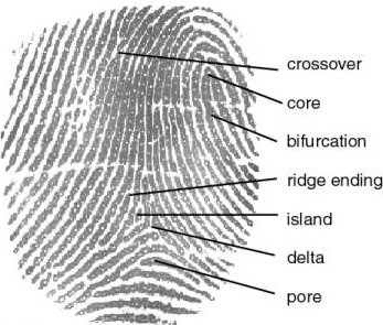 fingerprint minutia definitions