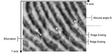 Minutiae definition